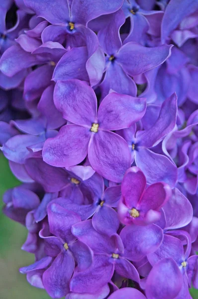 Lila, mor ve pembe Eflatun çiçekler dal güneşli bir bahar yeşil yaprakları ile