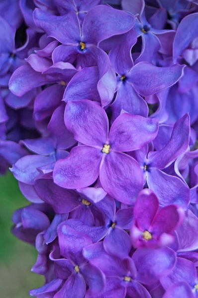 Lila, mor ve pembe Eflatun çiçekler dal güneşli bir bahar yeşil yaprakları ile