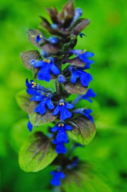 Wild flower with blue petals on a stalk with green leaves on a glade on a summer day