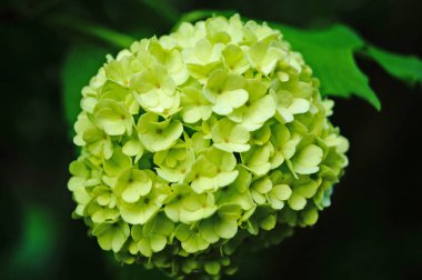 Yeşil yaprakları ile bir çalı üzerinde narin beyaz ve yeşilimsi yaprakları ile Ortanca çiçek