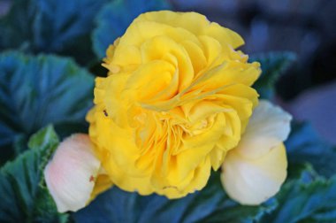 Bir yaz gününde yeşil yaprakları ile bir çalı üzerinde sarı yaprakları ile Begonia çiçek