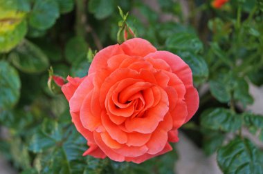 Yeşil yaprakları ile bir dal üzerinde narin yaprakları ile pembe gül tomurcukları ve çiçekleri