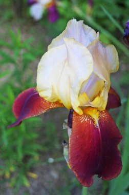 Bir yaz gününde yeşil bir sap üzerinde mor, beyaz ve sarı yaprakları ile Iris çiçek