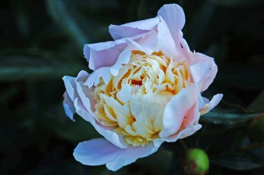 Beyaz, pembe ve pastel yaprakları ve yeşil yaprakları ile bir çalı üzerinde sarı bir merkez ile şakayık çiçek