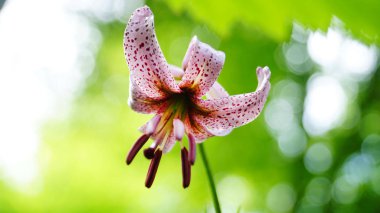 Yeşil bir arka plan üzerinde bir sap üzerinde benekli pembe yaprakları ile Lily çiçek