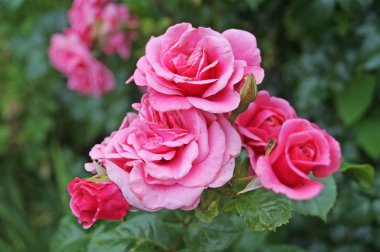 Yeşil yaprakları ile bir dal üzerinde narin yaprakları ile pembe gül tomurcukları ve çiçekleri