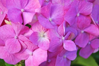 Yeşil yaprakları ile bir çalı üzerinde pembe, beyaz ve sarı yaprakları ile Ortanca çiçek