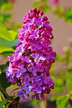 Güneşli bir bahar gününde yeşil yaprakları ile bir dal üzerinde mor yaprakları ile Leylak çiçekler