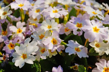 Bir bahar gününde beyaz ve pembe yaprakları ve yeşil yaprakları ile çiçekler ile Primrose çalı