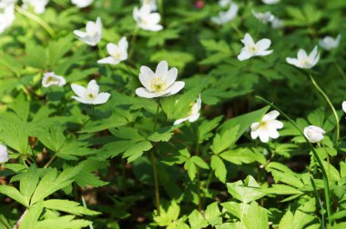 Yeşil yaprakların arka planda beyaz yaprakları ve sarı merkezi ile Orman anemon çiçek