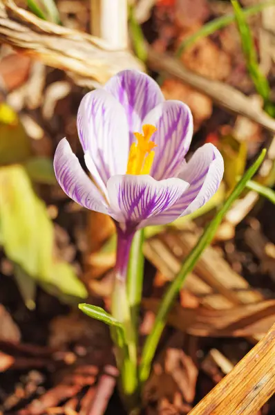 繊細な紫白の花びらと緑の草のクリアで黄色の中心を持つクロッカスの花 — ストック写真