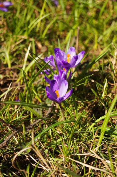 Crocus Blomma Med Delikat Lila Vita Kronblad Och Ett Gult — Stockfoto