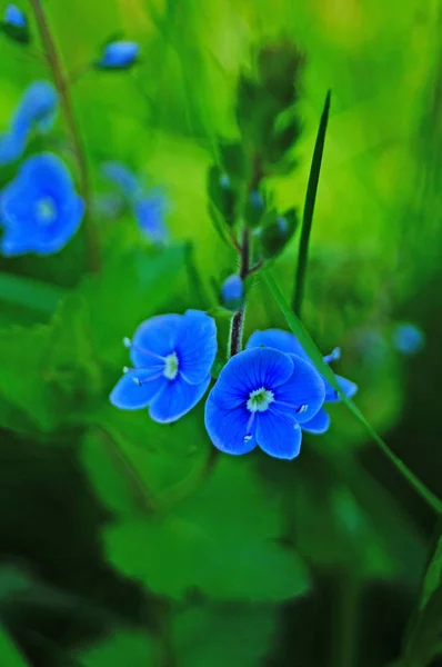 Wildblume Mit Blauen Blütenblättern Einem Stiel Mit Grünen Blättern Auf — Stockfoto