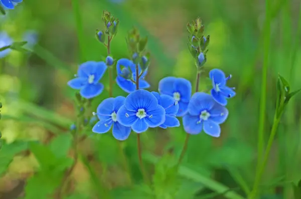 Fleur Sauvage Aux Pétales Bleus Sur Une Tige Aux Feuilles — Photo