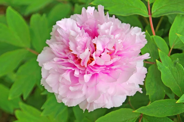 Pion Blomma Med Vita Rosa Och Pastellfärgade Kronblad Och Ett — Stockfoto