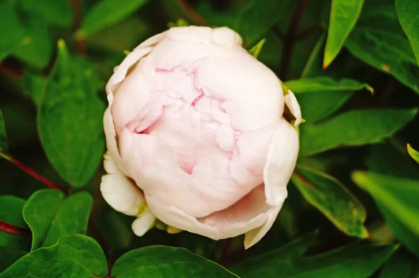 Flor Peônia Com Pétalas Brancas Rosa Pastel Centro Amarelo Arbusto — Fotografia de Stock