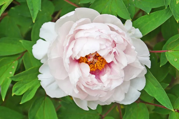 Peony Flower White Pink Pastel Petals Yellow Center Bush Green — Stock Photo, Image