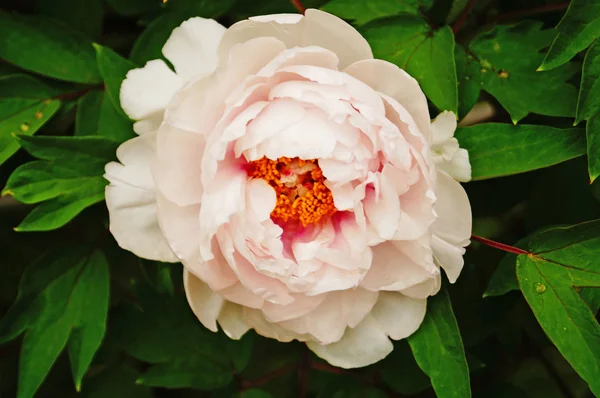 Fleur Pivoine Aux Pétales Blancs Roses Pastel Centre Jaune Sur — Photo