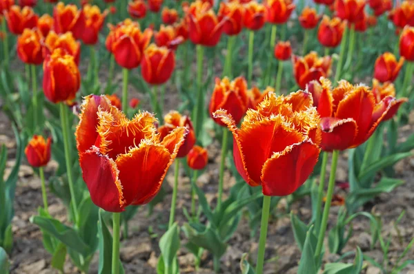 Los Tulipanes Con Pétalos Rojos Los Tallos Con Hojas Verdes — Foto de Stock