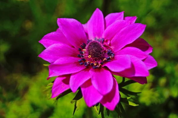 Une Fleur Aux Délicats Pétales Rose Vif Centre Noir Dans — Photo