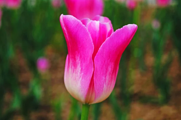 Λουλούδι Τουλίπας Λευκά Και Ροζ Ευαίσθητα Πέταλα Ένα Κλαδί Πράσινα — Φωτογραφία Αρχείου