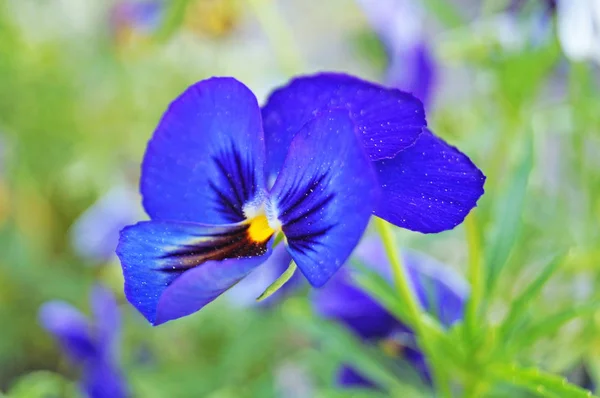 Flor Violeta Com Pétalas Azuis Brancas Lilás Roxas Delicadas Ramo — Fotografia de Stock