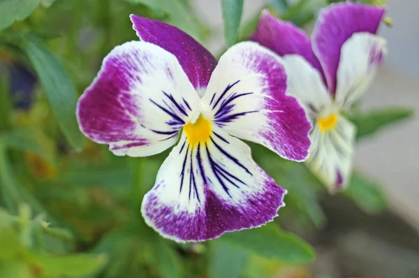 Flor Violeta Com Pétalas Azuis Brancas Lilás Roxas Delicadas Ramo — Fotografia de Stock