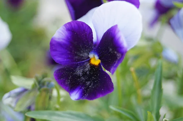 緑の葉の枝に青 ライラックと紫の繊細な花びらを持つ紫色の花 — ストック写真