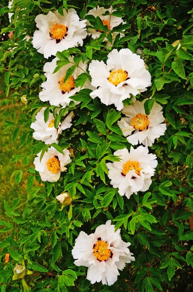 ピンク パステルの花びらと緑の葉と茂みの黄色の中心とピオニーの花 — ストック写真