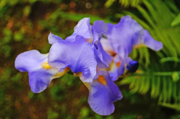 緑の葉の枝に青と紫の繊細な花びらを持つアイリスの花 — ストック写真