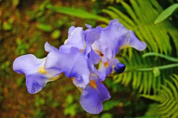 Iris Flower Blue Purple Delicate Petals Branch Green Leaves — Stock Photo, Image