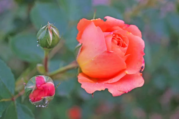 Bourgeons Fleurs Roses Roses Aux Pétales Délicats Sur Une Branche — Photo