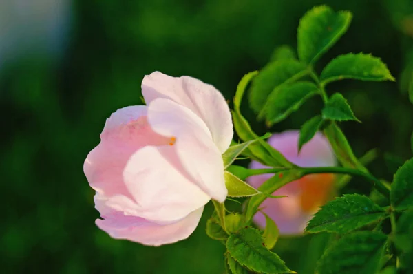 Flores Rosa Mosqueta Com Pétalas Rosa Ramo Com Folhas Verdes — Fotografia de Stock