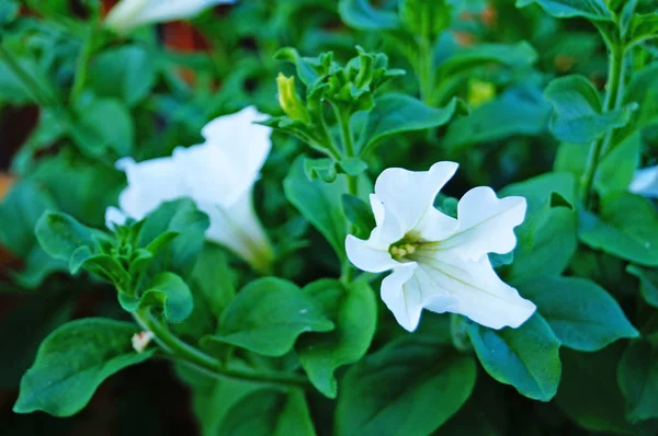 Petunia Flor Con Pétalos Blancos Arbusto Con Hojas Verdes Día — Foto de Stock