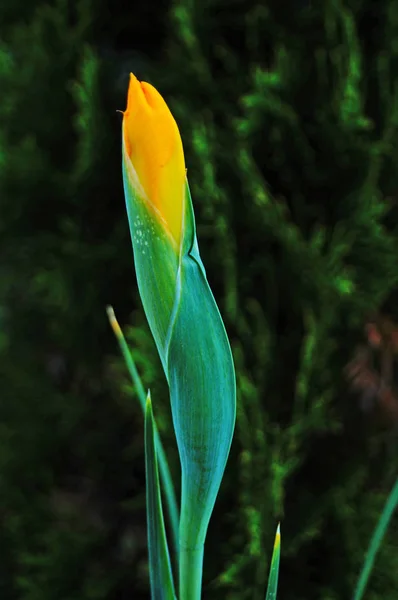 Iris Flor Brote Con Crema Pétalos Blancos Amarillos Tallo Verde — Foto de Stock