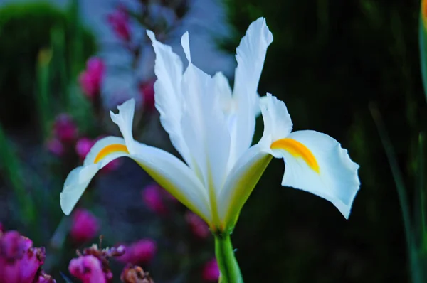 Ίριδα Λουλούδι Και Μπουμπούκι Κρέμα Λευκά Και Κίτρινα Πέταλα Ένα — Φωτογραφία Αρχείου
