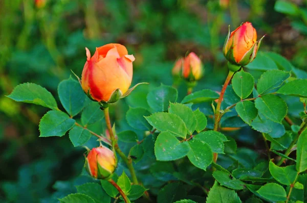 Buds Flores Rosas Rosa Com Pétalas Delicadas Ramo Com Folhas — Fotografia de Stock