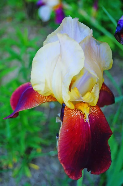 Flor Íris Com Pétalas Roxas Brancas Amarelas Talo Verde Dia — Fotografia de Stock