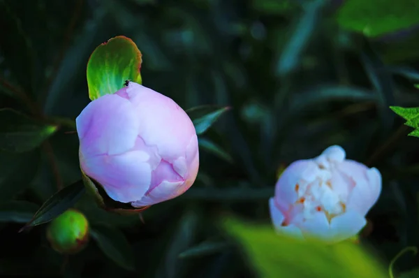 Fleur Pivoine Aux Pétales Blancs Roses Pastel Centre Jaune Sur — Photo