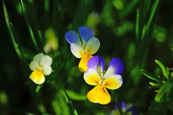 緑の芝生の牧草地に黄色 青の花弁を持つ野生の花 — ストック写真