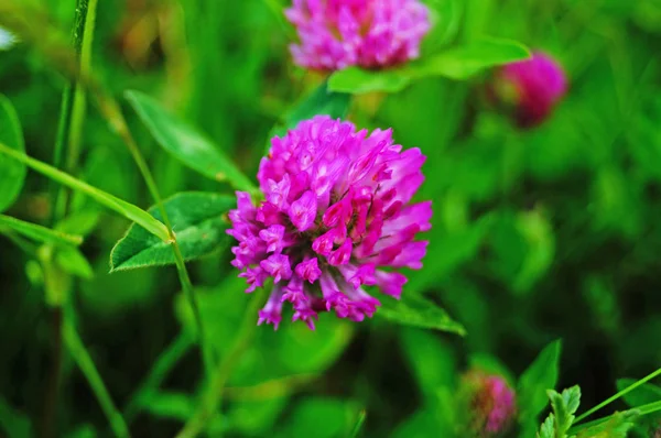 緑の草でクリアリングで茎にピンクの花びらを持つクローバーの花 — ストック写真