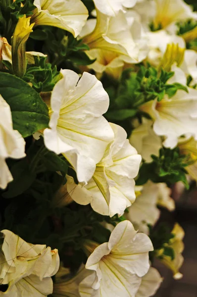 Квітка Петунії Білими Пелюстками Кущі Зеленим Листям Літній День — стокове фото