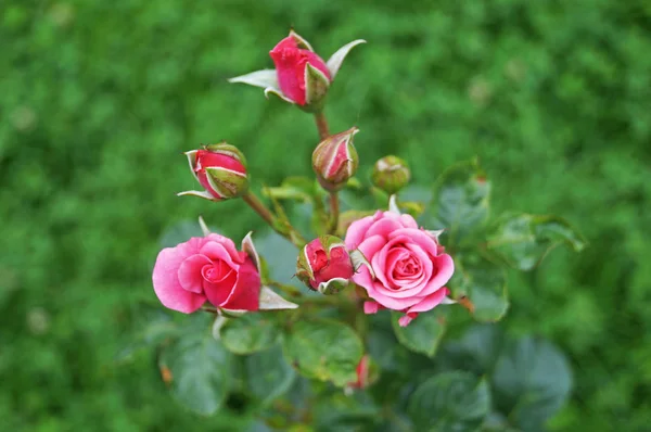 Bourgeons Fleurs Roses Roses Aux Pétales Délicats Sur Une Branche — Photo
