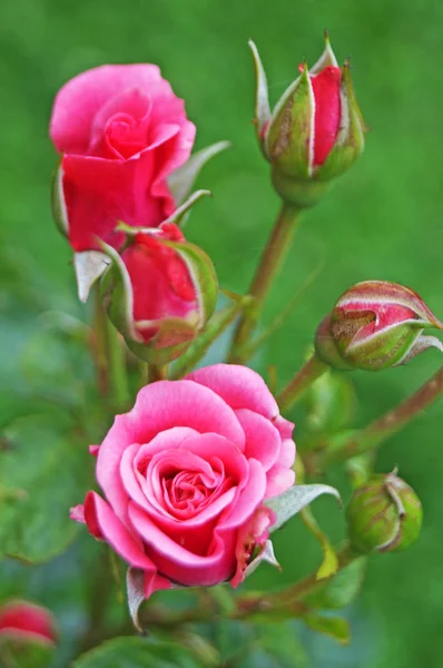 Bourgeons Fleurs Roses Roses Aux Pétales Délicats Sur Une Branche — Photo