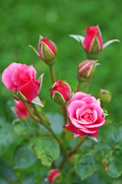 Bourgeons Fleurs Roses Roses Aux Pétales Délicats Sur Une Branche — Photo