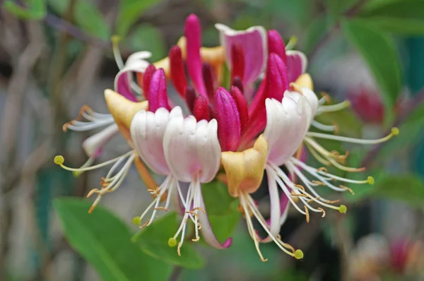 Yeşil yaprakları ile bir çalı üzerinde beyaz ve leylak yaprakları ile Çiçek