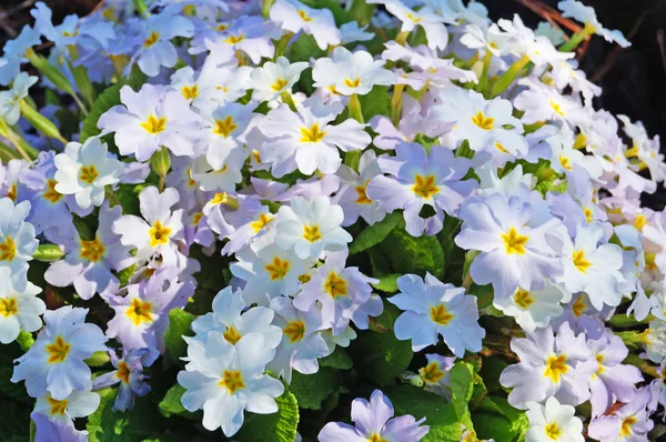 春の日に白とピンクの花びらと緑の葉を持つプリムローズブッシュ — ストック写真