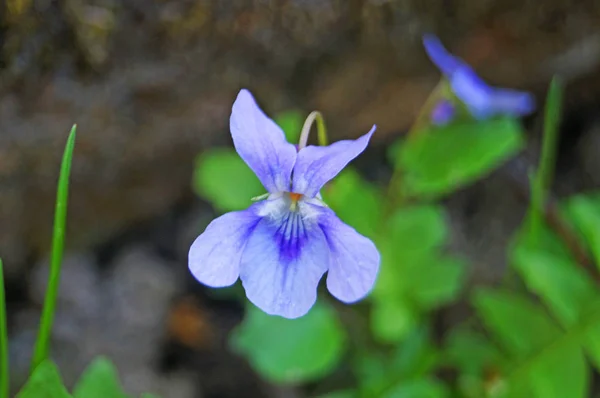 Fleur Violette Aux Pétales Délicats Bleus Blancs Lilas Violets Sur — Photo