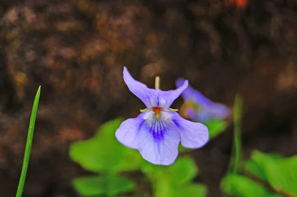 Fleur Violette Aux Pétales Délicats Bleus Blancs Lilas Violets Sur — Photo