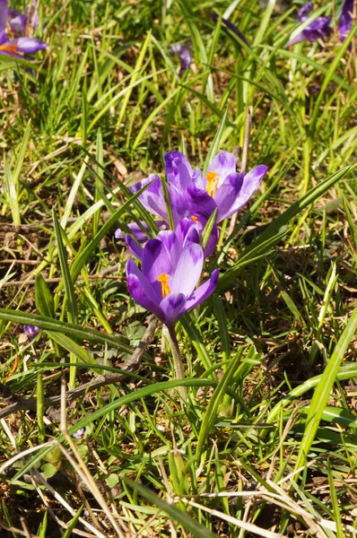 繊細な紫白の花びらと緑の草のクリアで黄色の中心を持つクロッカスの花 — ストック写真